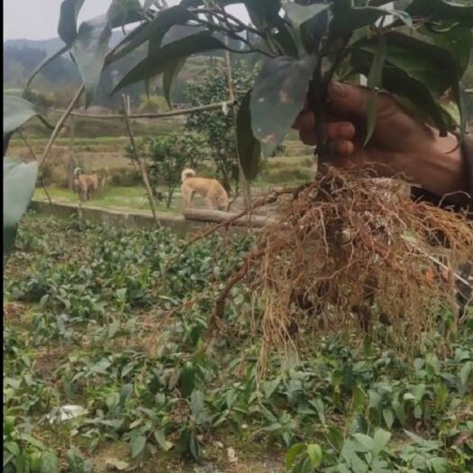 通道县粉红黑老虎苗  黑老虎（布福娜）原产地基地