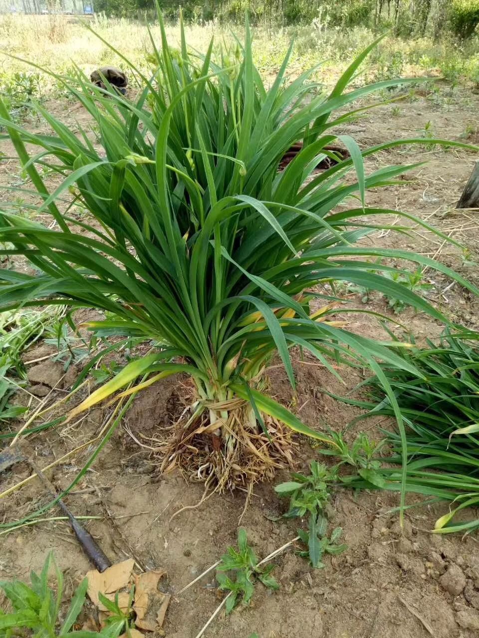  苗圃现货：800万芽.大花萱草