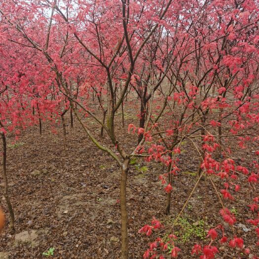 确山县 日本红枫