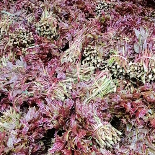 红油香椿  三月份高山天然香椿芽，冬季大棚椿芽