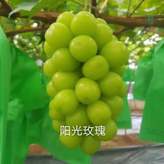 兴城市阳光玫瑰葡萄苗 阳光玫瑰嫁接苗贝达根系
