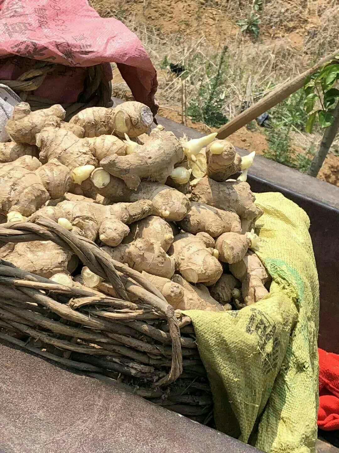 《姜种产地直销》山东生姜价格行情，小黄姜，大黄姜，电商货。