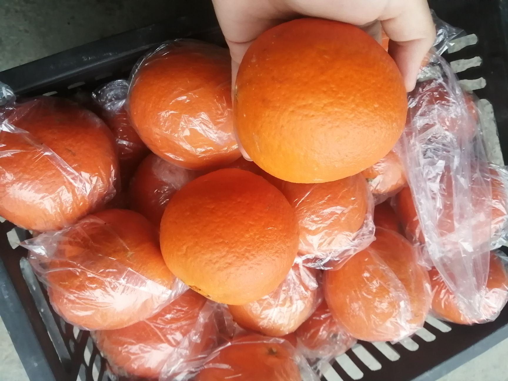  大量优质脐橙出售