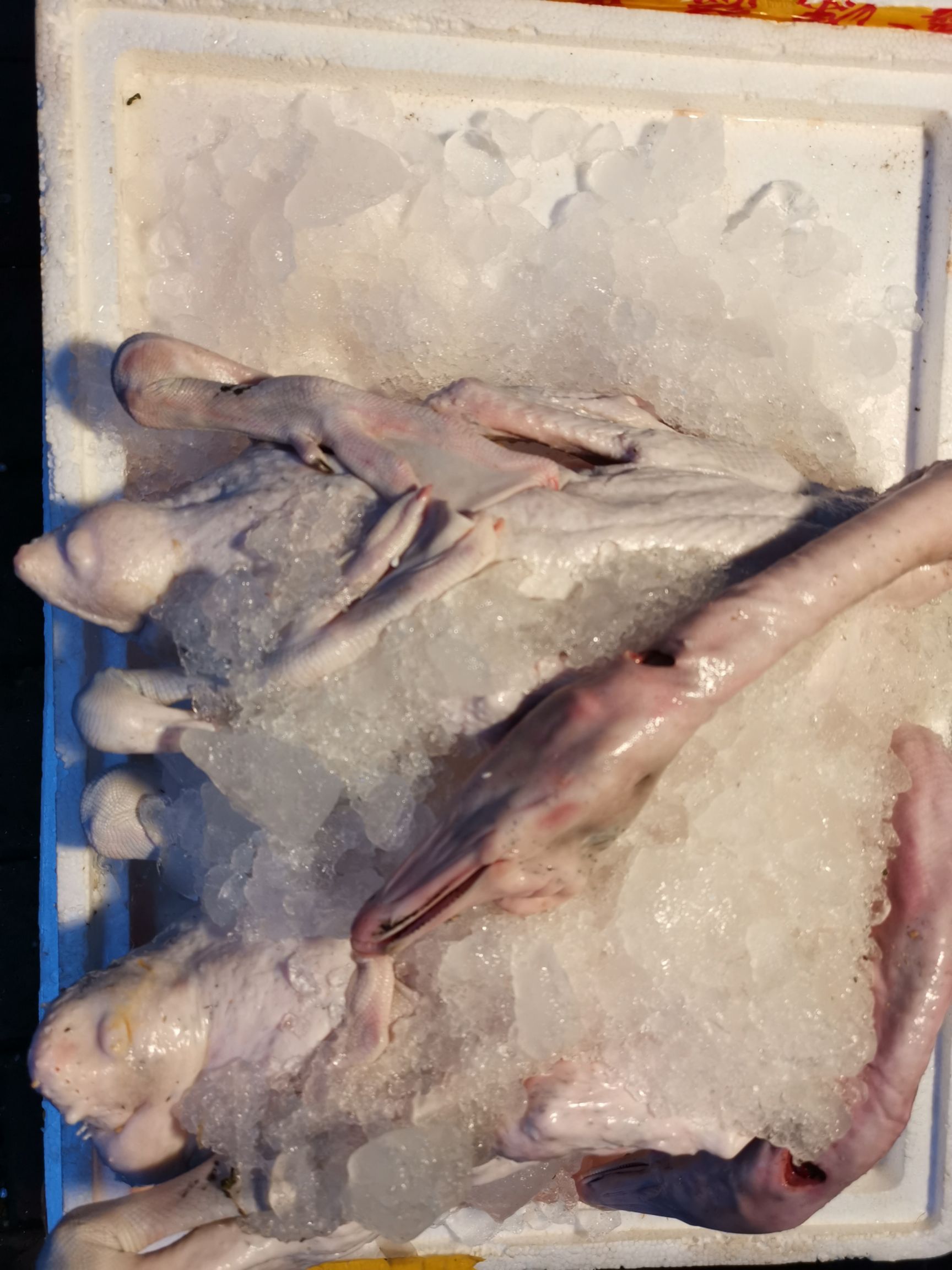 鹅肉类  新鲜黑棕鹅棚鹅当天屠宰清远黑棕鹅烧鹅专用