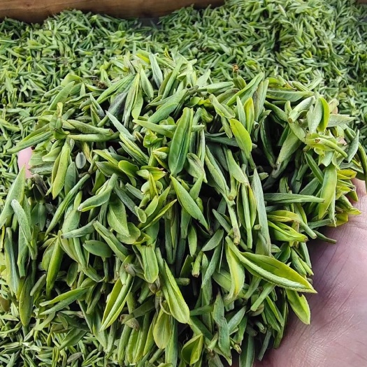信阳毛尖茶  2024原产地信阳毛尖绿茶自产自销明前茶叶春茶