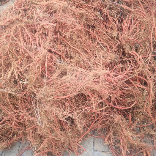 林州市紫花丹参 精品丹参，5000吨，要货的速速联系