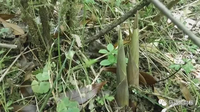 春笋  新鲜小竹笋