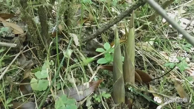 祁东县春笋  新鲜小竹笋