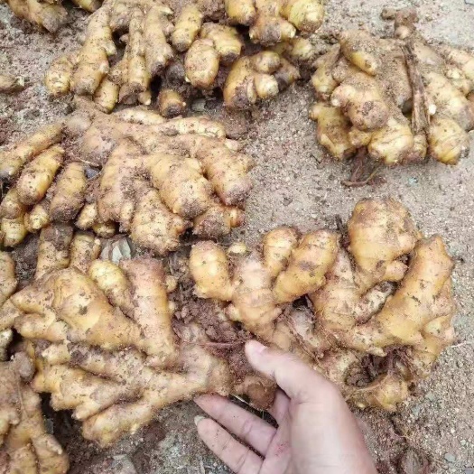 《二黄姜直供》山东生姜产地直销，姜种，二黄姜，大黄姜。