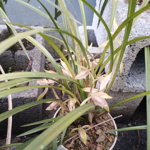 来凤县蕙兰 优质兰花  各种品种  不是科技苗 不是温室苗