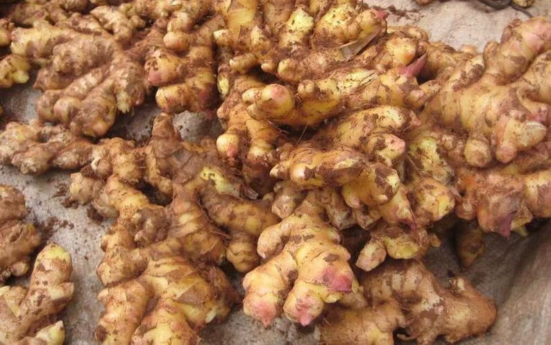 小黄姜 贵州省六盘水市六枝特区 6两以上 带土