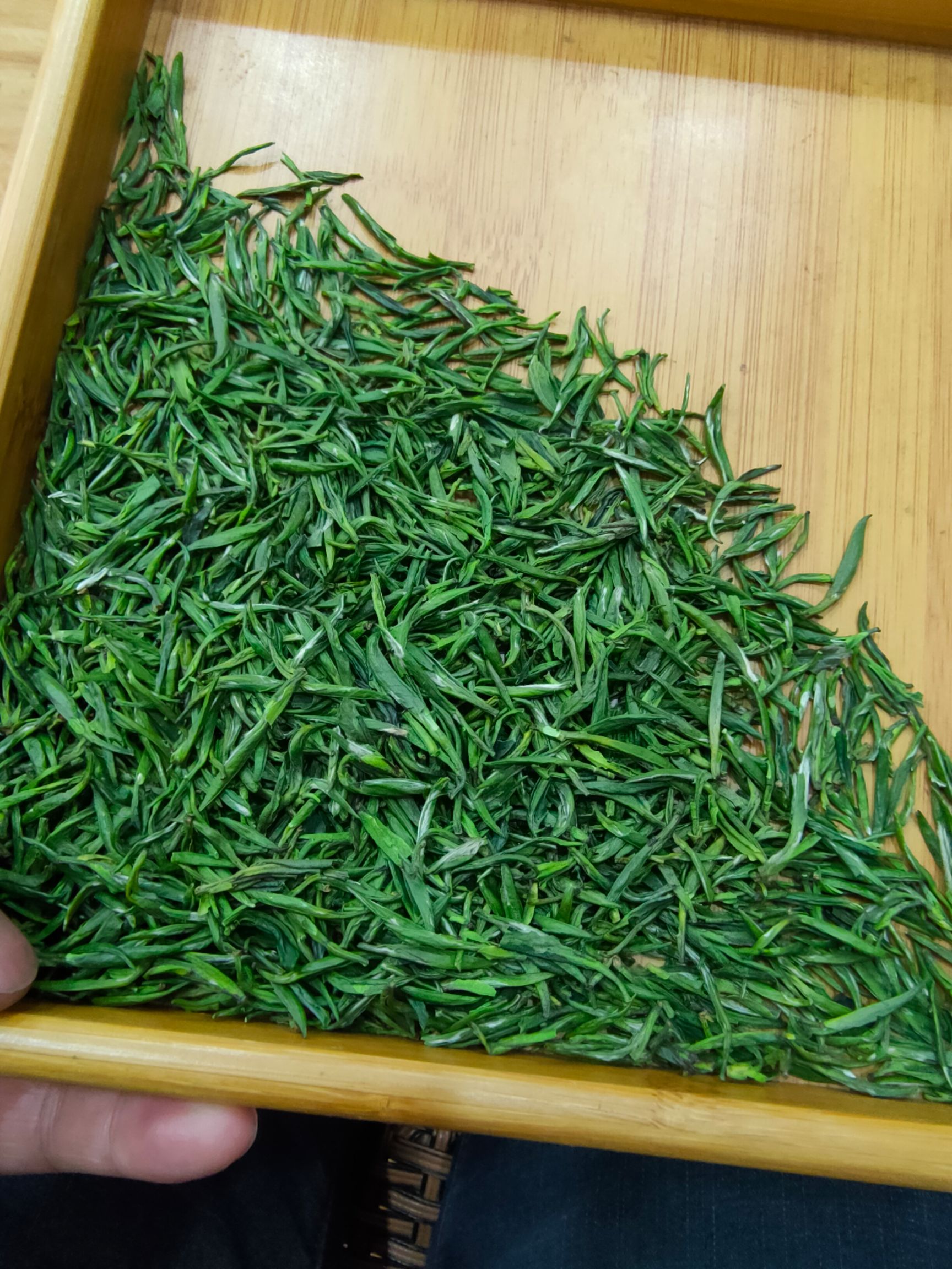 新茶2025年 雀舌