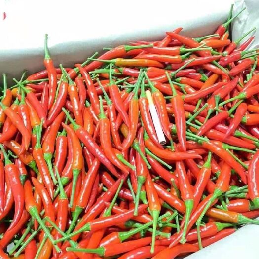 凭祥市小米椒 小米辣(越南小米辣，色泽好，辣味十足，价格优惠)