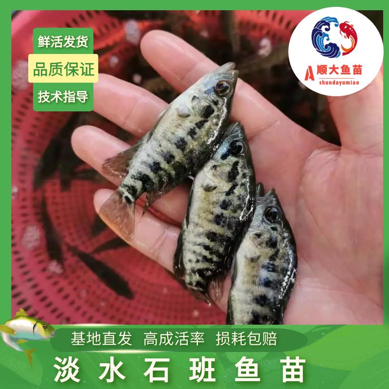 淡水石斑鱼苗  淡水石斑