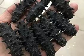 海刺参  淡干海参