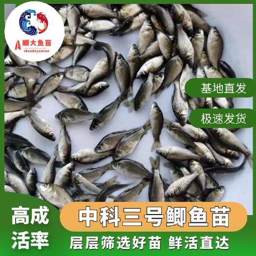 博罗县中科3号鲫鱼苗  鲫鱼苗，可提供水花