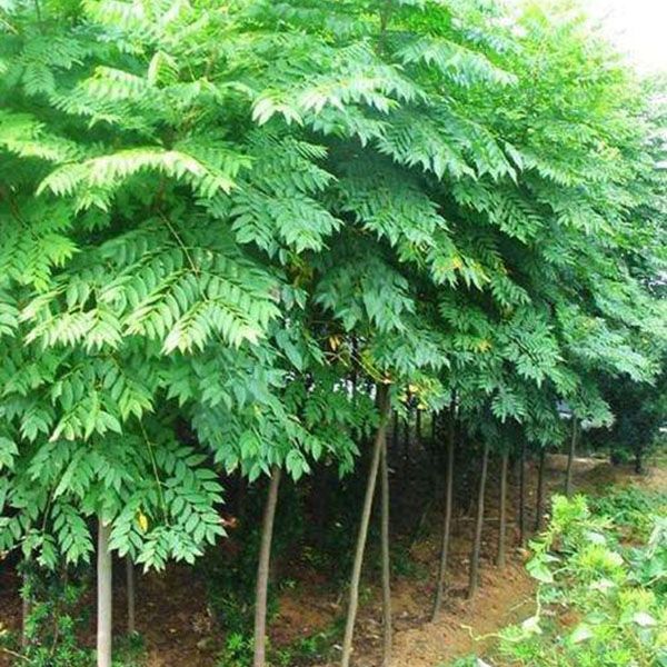 新采栾树种子南栾北栾黄山栾种子灯笼树种子园林绿化树种春秋播种