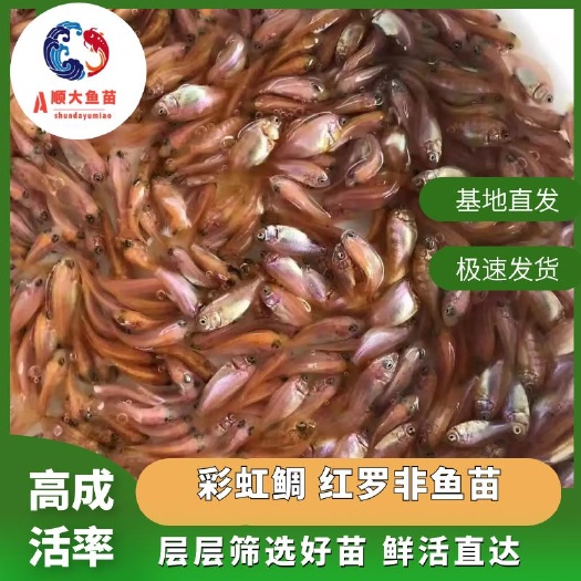 博罗县彩虹鲷鱼苗，红罗非鱼苗