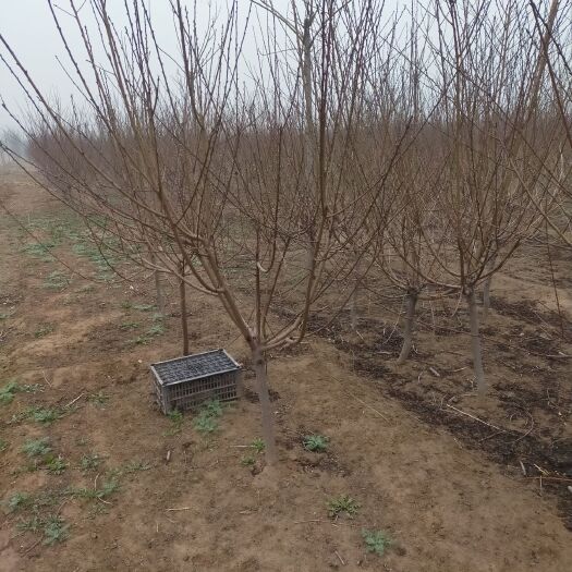 博野县红花碧桃，红叶碧桃