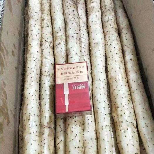 安平县小白嘴山药  小白嘴白山药河北产地供应链直供美团优选多多买菜