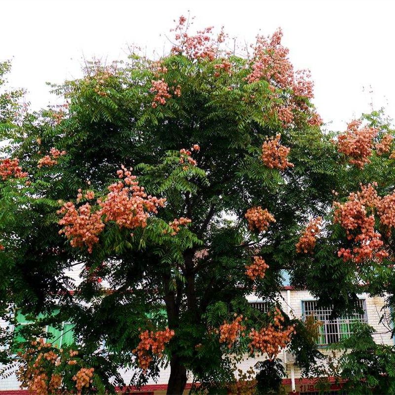 新采栾树种子南栾北栾黄山栾种子灯笼树种子园林绿化树种春秋播种