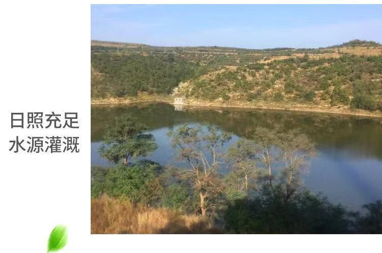 【粉面香甜】黄元帅苹果水果奶油苹果新鲜采摘产地直供整箱包邮