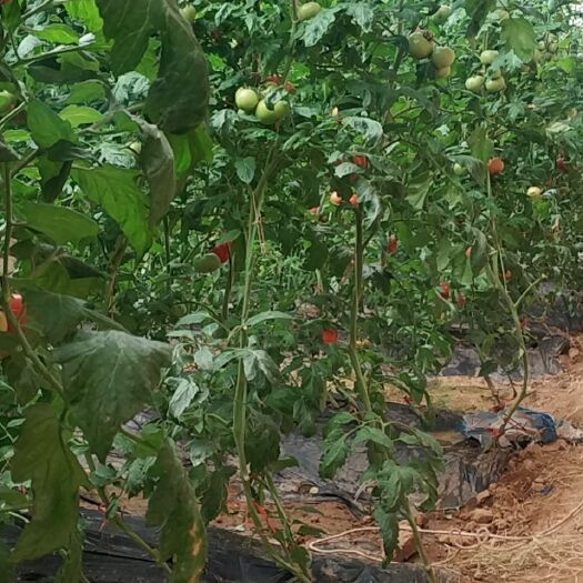 泾阳县普罗旺斯番茄  普罗旺斯水果西红柿，尝到就会爱上它的口感现在的味道正是美