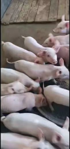 长白仔猪  长白猪苗出售