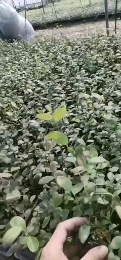 三年杯苗，地栽苗现挖现卖莱克西蓝莓苗
