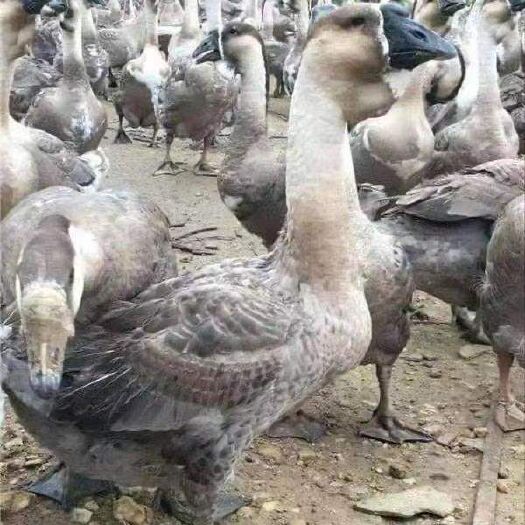 南宁脱温合浦狮头鹅苗