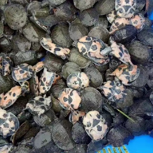 南丰县珍珠鳖苗 1-6个月 