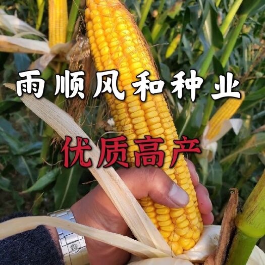 聊城国审东单913穗位85公分，马牙粒，胶质硬质高产玉米种子