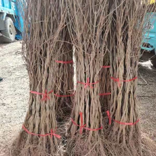 平邑县蒙阳红石榴苗  石榴树苗，全部手工编织的，可以地栽可以盆栽，都是非常不错的，