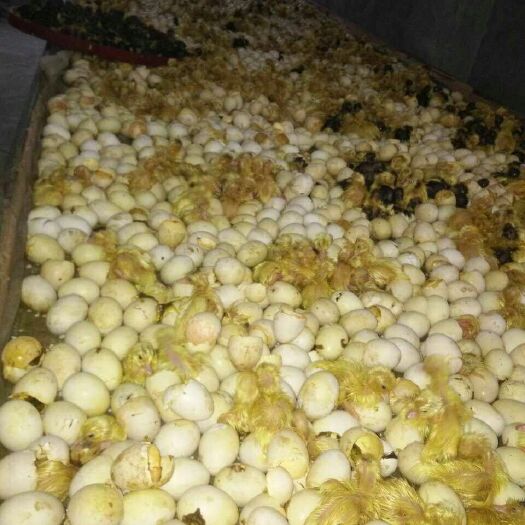 肥东县白番鸭苗