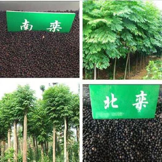 新采栾树种子南栾北栾黄山栾种子灯笼树种子园林绿化树种春秋播种
