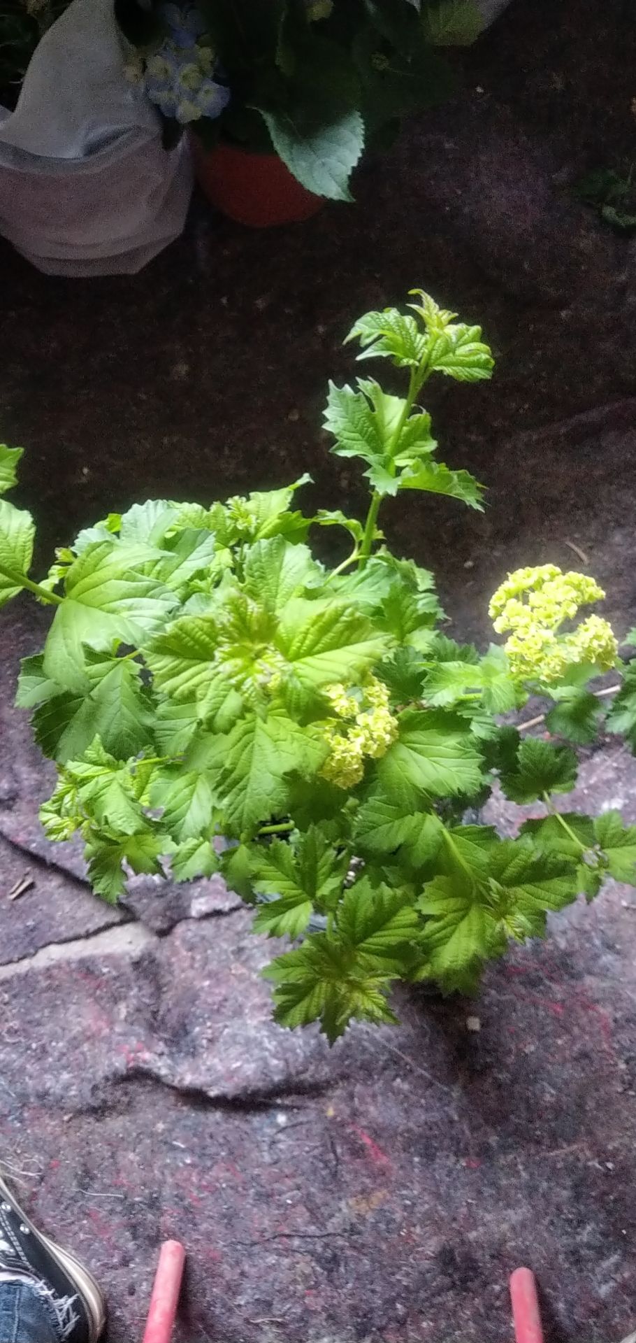 欧洲木绣球玫瑰盆栽花苗耐热庭院观花八仙花绣球花苗