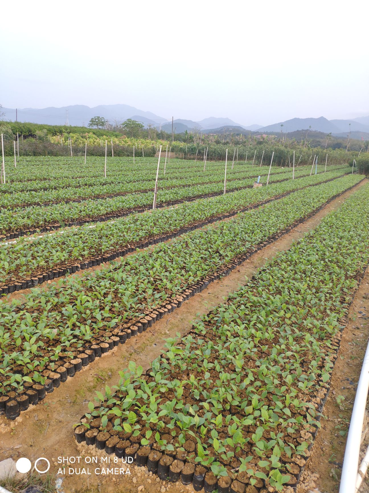 正宗仙人茶山籽茶客家山茶苗新品茶苗惠东仙人茶食