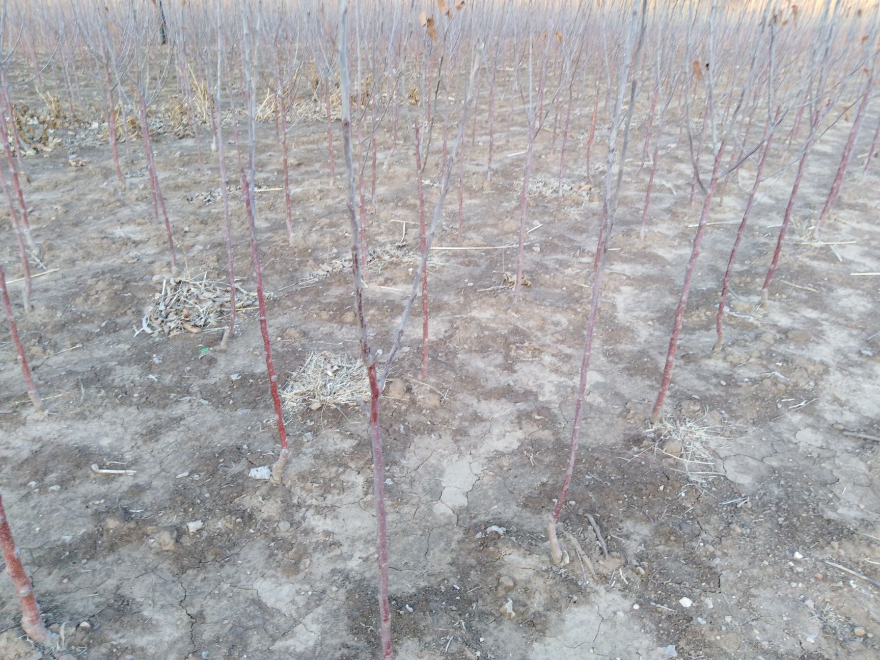 瑞雪苹果苗 大量出售苹果树