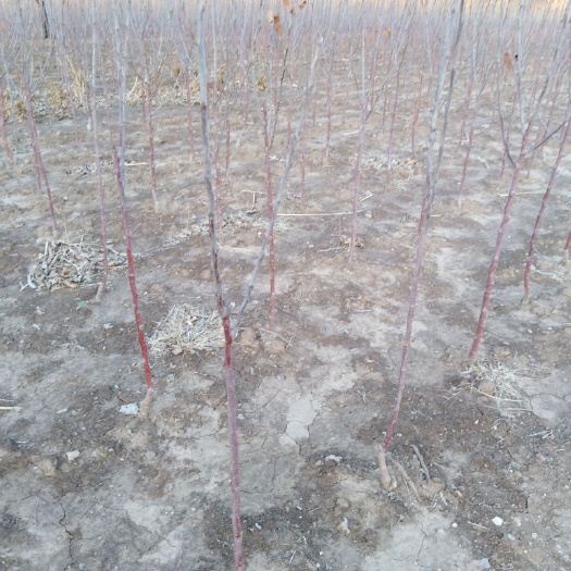 围场县瑞雪苹果苗 大量出售苹果树