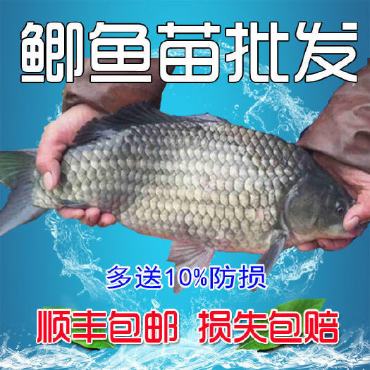 广州鲫鱼苗中科五、中科三号鲫鱼苗、快大鲫鱼苗彭泽鲫湘云鲫鱼苗