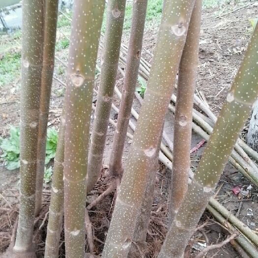 滑县核桃苗 桐树苗，三岁小孩手腕粗左右，根粗苗壮，价钱好商量