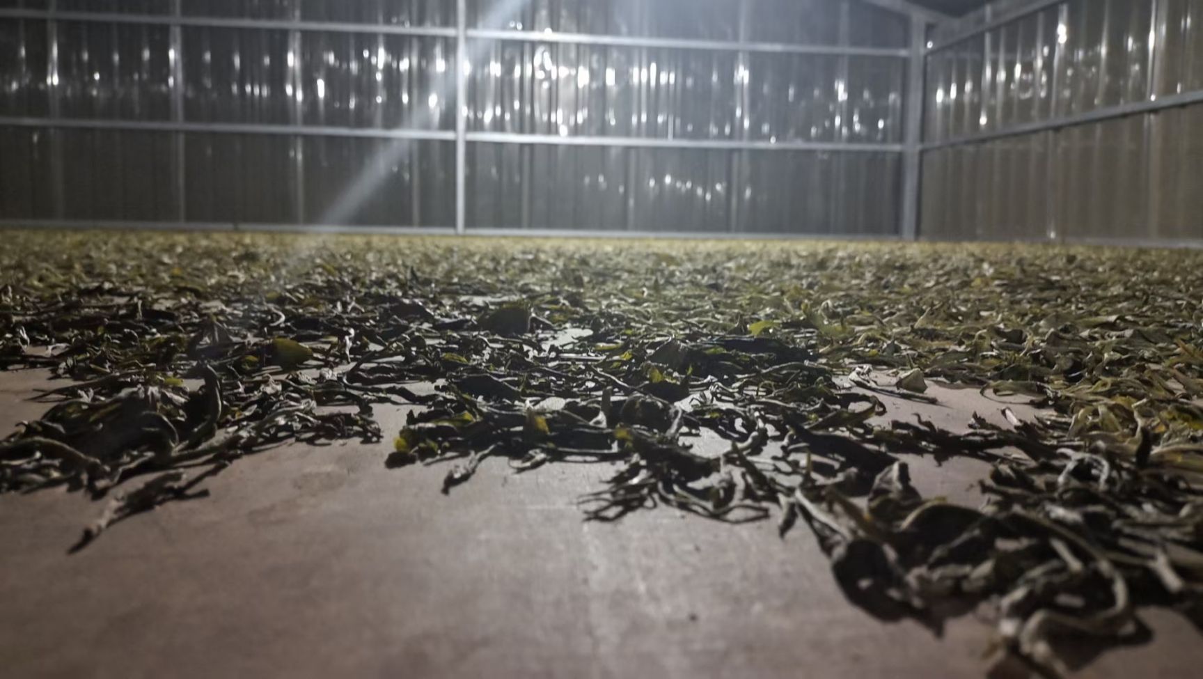  春茶上市，纯手工古树茶！用细心做好茶！欢迎您的预订！