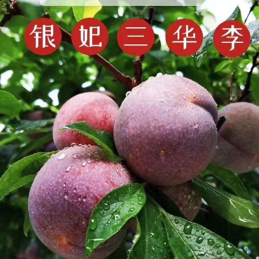 信宜市 钱排正宗“银妃”三华李