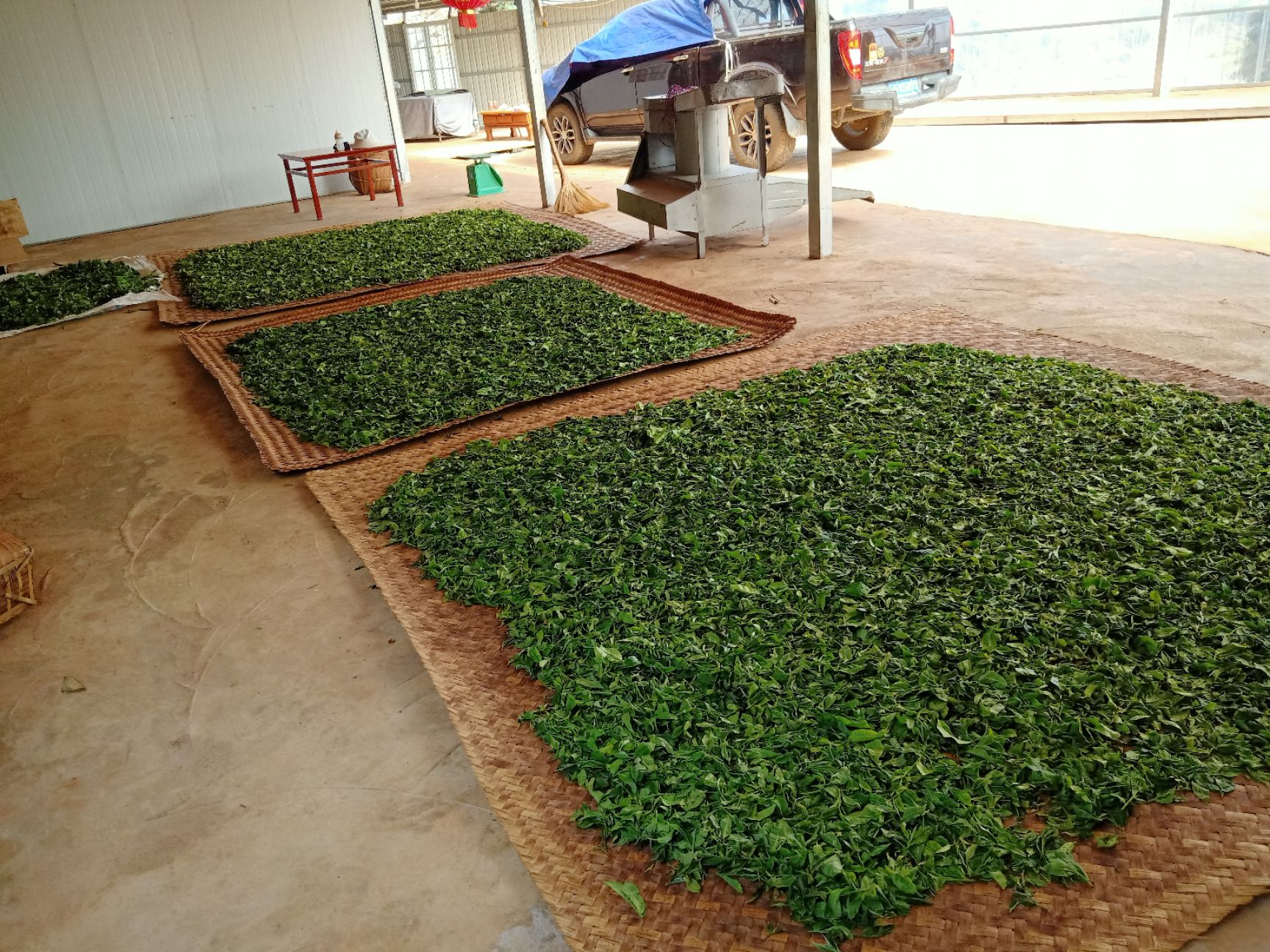  春茶上市，纯手工古树茶！用细心做好茶！欢迎您的预订！