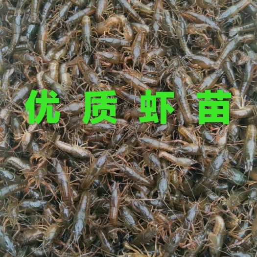 荆州龙虾苗  潜江虾苗  湖北  规格好  提供冷藏车