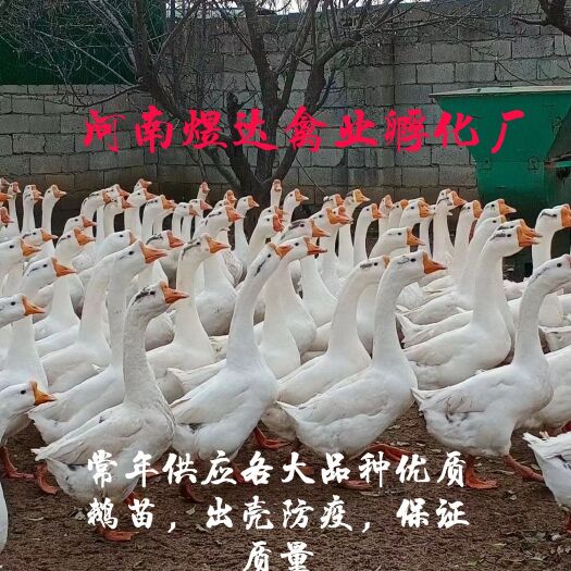 原阳县两年生纯种大三花鹅苗，出壳防疫，包邮到家