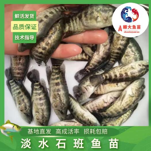 博罗县淡水石斑鱼苗  淡水石斑