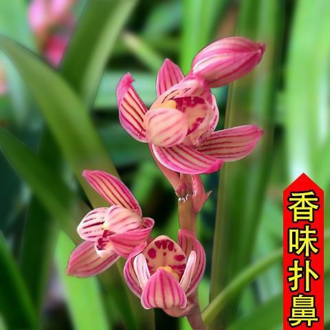 南靖县建兰  金线莲瓶苗福建南靖金线莲鲜品盆栽盆景好养易活绿植