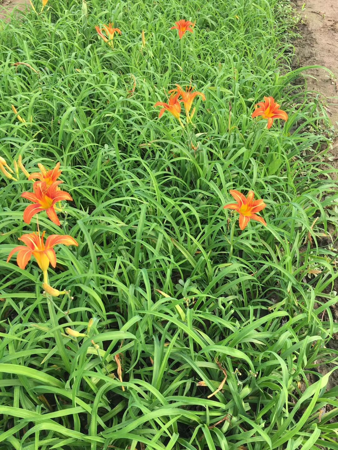 苗圃现货：800万芽.大花萱草