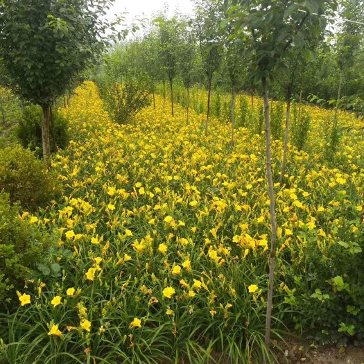 沭阳县 出售：1000万芽.金娃娃萱草.